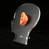 Ear Model Ear Display Mould Flexible Waterproof Silicone Soft for Hospital