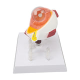 Enlarged Human Eye Anatomical Accurate Shows Optic Nerves Cornea Iris Lens Cataracts Eyeball Model
