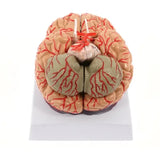 Model, Anatomically Accurate Models 8-Part Human Brain Anatomy for Science Classroom Study Educational Display