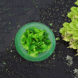 5/10/15/20 Pcs Reusable Slug Plant Collars Snail Protection Rings for Protects Plants To Get Better