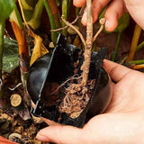 8CM Plant Rooting Equipment High Pressure Propagation Ball Growing Breeding Case For Garden Graft Box Sapling