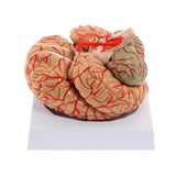 Model, Anatomically Accurate Models 8-Part Human Brain Anatomy for Science Classroom Study Educational Display