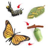 New Butterfly Life Board Set Lifestyle Stages Kids Teaching Tools Animal Growth Cycle Educational Toys