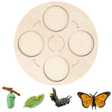 New Butterfly Life Board Set Lifestyle Stages Kids Teaching Tools Animal Growth Cycle Educational Toys