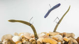 1g 1.5g 2g Insert metal Weight Nail Sinker For Fishing Accessories25pcs/lots  Wacky Senko Worm Jigging Fishing Sinker