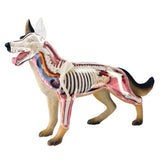 Animal Organ 4D Dog Intelligence Assembling Toy Teaching Anatomy Model DIY Appliances