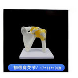 Detachable Sacrum Hip Peis Muscle Female Reproductive System Peic Bone Human Skeleton Anatomy Model