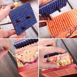 4D Human Skin Hair Organs Assembg Puzzle Teaching Manikin Science Anatomical Model