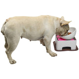 Raised Ceramic Feeding Bowl, Elevated Dog Bowls Set Anti-Slip For Small Medium Dogs And Cats,White