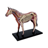Animal Organ 4D Horse Intelligence Assembling Toy Teaching Anatomy Model DIY Appliances