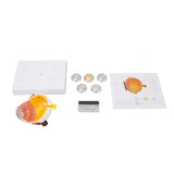 Enlarged Human Eye Anatomical Accurate Shows Optic Nerves Cornea Iris Lens Cataracts Eyeball Model