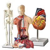 Human Hearttorso And Skeleton Model Handson 3d Model Learning Tool