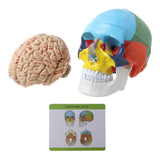 1:1 Scale Colorful Human Adult for Head Model with Brain Stem Anatomy Medical Te