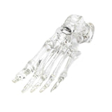 Anatomy Foot Joint Bone Model Clear Left Foot Joint Skeleton Model Classroom Teaching Tool for Clinical Demonstration