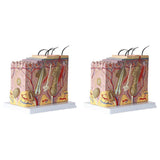 50X Enlarged Anatomical Skin Model for Classroom Display Teaching