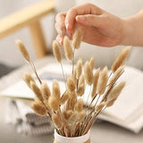 100 Stems Natural Dried Bunny Rabbit Tail Grass, Small Pampas Grass For Boho Decor, Wedding Bouquets