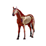 Animal Organ 4D Horse Intelligence Assembg Toy Teaching Anatomy Model DIY Popular Science Appliances