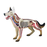 Dog Puzzle Assembling Toy Animal Biology Organ Anatomical Veterinarian Teaching Model