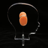 Ear Model Ear Display Mould Flexible Waterproof Silicone Soft for Hospital