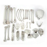 Halloween Room Haunted House Bar Decoration Terrorist Body Skull Skeleton 28 Parts Tricky Props