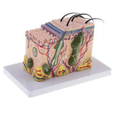 5xMagnify 35X Human Anatomical Skin Model Anatomy Biology  Teaching Aid