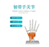 Detachable Sacrum Hip Peis Muscle Female Reproductive System Peic Bone Human Skeleton Anatomy Model