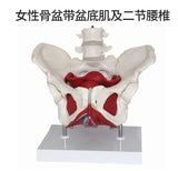Detachable Sacrum Hip Peis Muscle Female Reproductive System Peic Bone Human Skeleton Anatomy Model