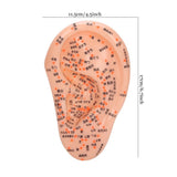 Human with Acupuncture Points Ear Massage Model For Home Teaching Training Use PVC Material Safe Healthy