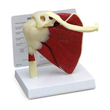 Human Right Shoulder Joint Muscle Model, Doctor Office and Classroom Anatomy Model