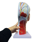 High quality human, skull with muscles and neurovascular, head part brain, human anatomy model. School Medicine Teaching