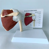 Human Right Shoulder Joint Muscle Model, Doctor Office and Classroom Anatomy Model