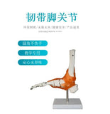 Detachable Sacrum Hip Peis Muscle Female Reproductive System Peic Bone Human Skeleton Anatomy Model