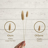 100 Stems Natural Dried Bunny Rabbit Tail Grass, Small Pampas Grass For Boho Decor, Wedding Bouquets