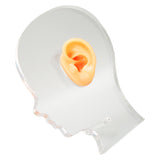 Ear Model Ear Display Mould Flexible Waterproof Silicone Soft for Hospital
