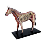 Animal Organ 4D Horse Intelligence Assembg Toy Teaching Anatomy Model DIY Popular Science Appliances