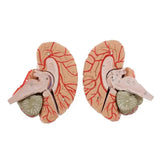 Model, Anatomically Accurate Models 8-Part Human Brain Anatomy for Science Classroom Study Educational Display