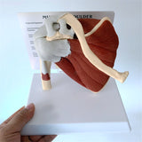 Human Right Shoulder Joint Muscle Model, Doctor Office and Classroom Anatomy Model