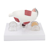 Enlarged Human Eye Anatomical Accurate Shows Optic Nerves Cornea Iris Lens Cataracts Eyeball Model