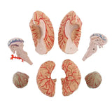 Model, Anatomically Accurate Models 8-Part Human Brain Anatomy for Science Classroom Study Educational Display
