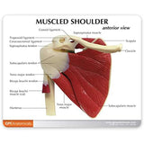 Human Right Shoulder Joint Muscle Model, Doctor Office and Classroom Anatomy Model