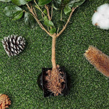 8CM Plant Rooting Equipment High Pressure Propagation Ball Growing Breeding Case For Garden Graft Box Sapling