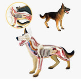 Animal Organ 4D Dog Intelligence Assembling Toy Teaching Anatomy Model DIY Appliances