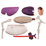 Animal Organ 4D Horse Intelligence Assembg Toy Teaching Anatomy Model DIY Popular Science Appliances