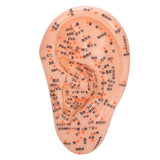 Human with Acupuncture Points Ear Massage Model For Home Teaching Training Use PVC Material Safe Healthy