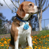Dog Collar Light IPX8 Waterproof Dog Collar Lights Light Up Dog Collars LED Dog Light Pet Collars For Night Walking LED Light