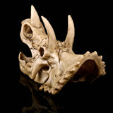 Dinosaur Skull Resin Sculpture Model Triceratops Skeleton Statue Home Bar Teaching Animal Crafts Art Decoration Children Gift