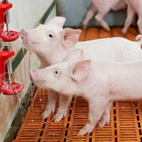 New Animal Piglets Drinker Bowl Sheep Pig Water bowls Animals drinking Tool Lamb Drinking Fountains Calf Water Bowl