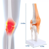 Improved Anatomical Knee Joint with Ligaments Model, Human 1:1 Life Size B