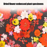 New Natural Dry Flower Leaves for Resin Molds Scrapbooking Jewelry Making