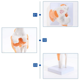 Improved Anatomical Knee Joint with Ligaments Model, Human 1:1 Life Size B